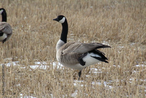 Wallpaper Mural canada goose branta canadensis Torontodigital.ca