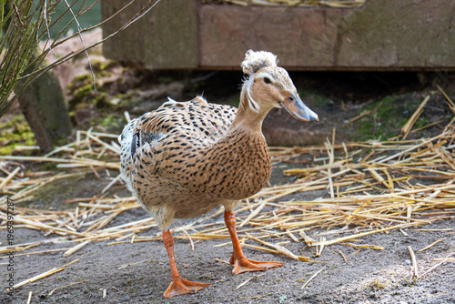 ​A domestic duck with a prominent white feather crest and distinct black speckles stands on sandy ground.
