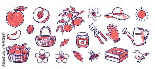 Collection of hand-drawn peach and gardening elements in a vibrant red and blue sketch style, perfect for illustrating summer harvest