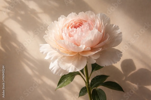 Peony flower with sunlit shadows on a soft beige neutral backdrop