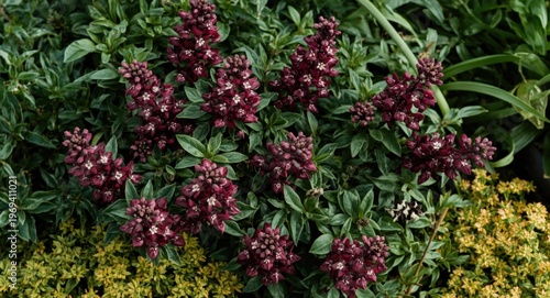 Garden with green foliage and maroon flowers blossoming together