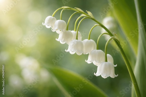 Close-up view of a fragile spring lily of the valley blossom with soft green bokeh background