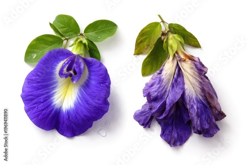 Contrasting blooming and fading butterfly pea flowers isolated on a bright white background