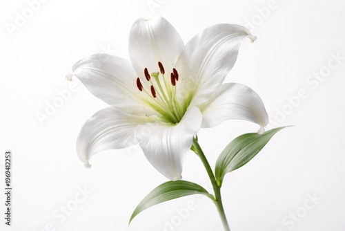 A graceful white lily flower isolated on a sleek white background with soft studio lighting