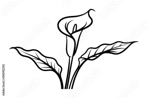 Black and white line of a calla lily with three stems and leaves line calla lily flower botanical minimalist