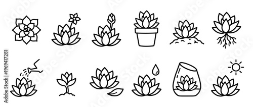 Collection of simple black outline succulent plant icons depicting various growth stages and care elements