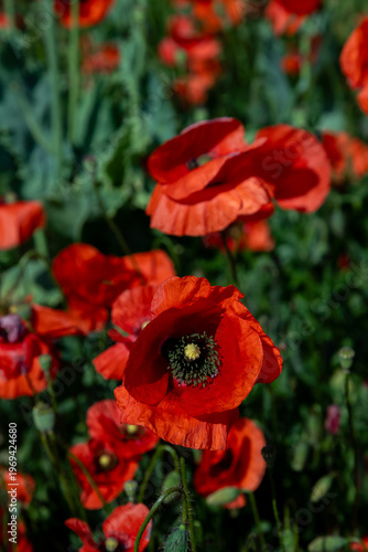 Vibrant red poppy bloom in a sunlit meadow, sharp foreground detail with soft...