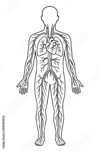 A clean educational vector of a human body displaying organs and the circulatory system, helping to explain anatomy and body functions in a simple and clear style.