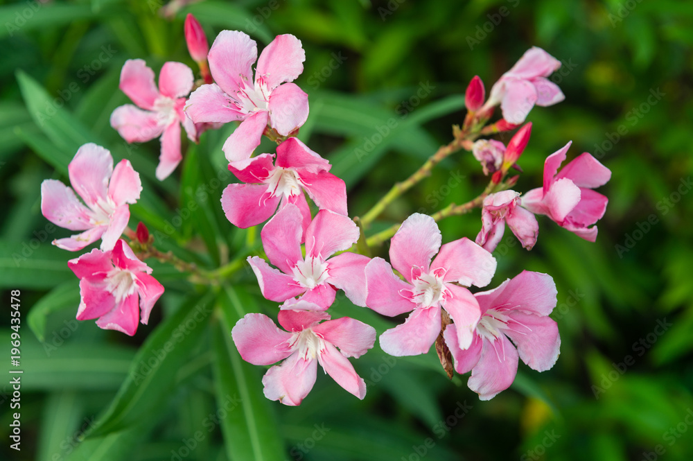 Fototapeta premium Pink oleander flower cluster with buds in nature