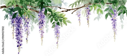 Watercolor depiction of hanging purple wisteria flowers, green leaves, and brown branches on white