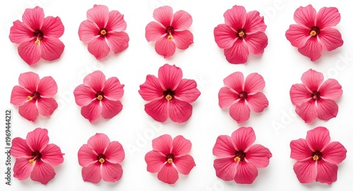 Varied angle shots of pink hibiscus flowers laid out in a grid on plain white background