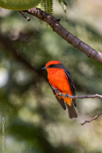 Vermilion flycatcher perched on a branch