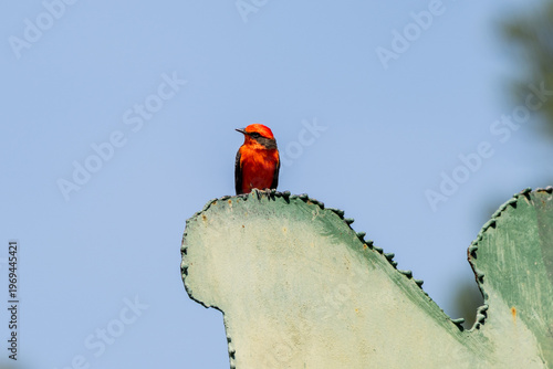 Vermilion flycatcher perched on a cactus