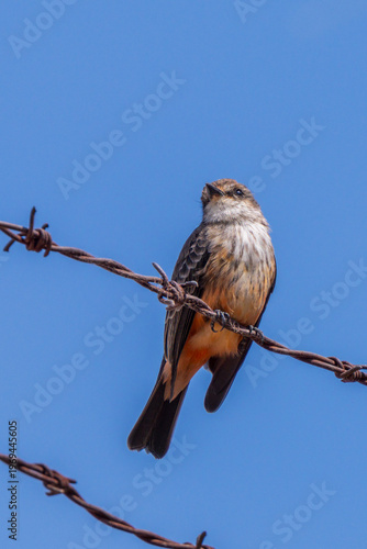 Female Vermilion flycatcher perched on a wire