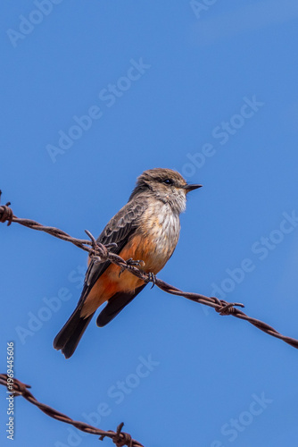 Female Vermilion flycatcher perched on a wire