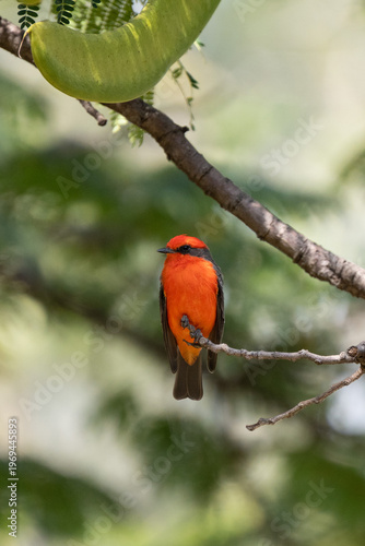 Vermilion flycatcher perched on a branch