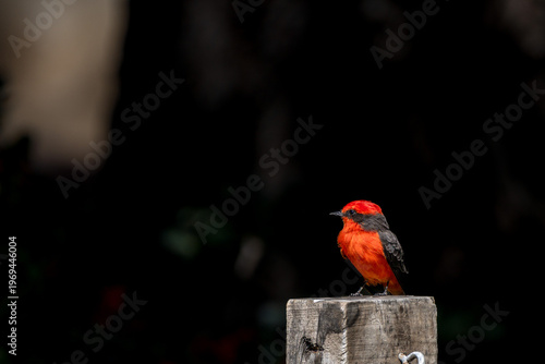 Colorful male Vermilion flycatcher perched on a wooden stake