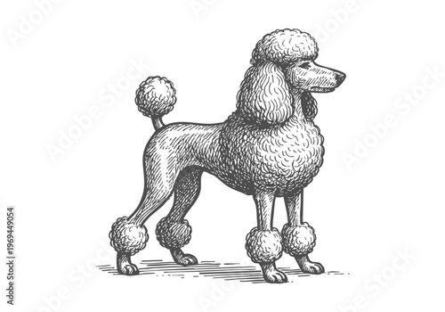 Poodle Dog hand drawn simple sketch vector illustration