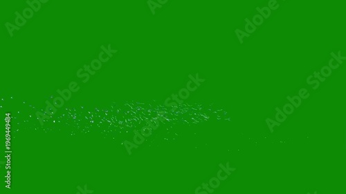 a lots of seagull flying green screen. bird flying green screen video