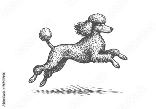 Poodle Dog hand drawn simple sketch vector illustration