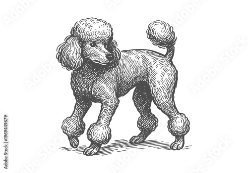 Poodle Dog hand drawn simple sketch vector illustration