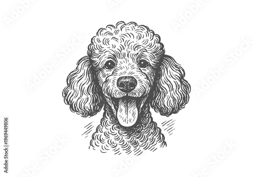 Poodle Dog hand drawn simple sketch vector illustration