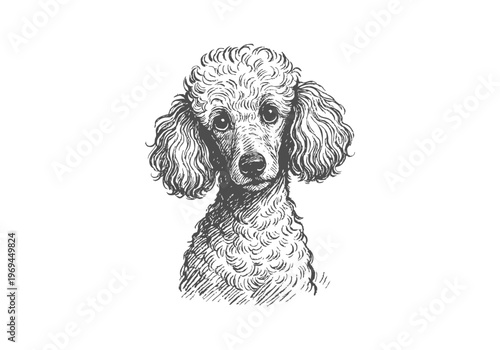 Poodle Dog hand drawn simple sketch vector illustration