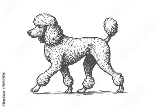 Poodle Dog hand drawn simple sketch vector illustration