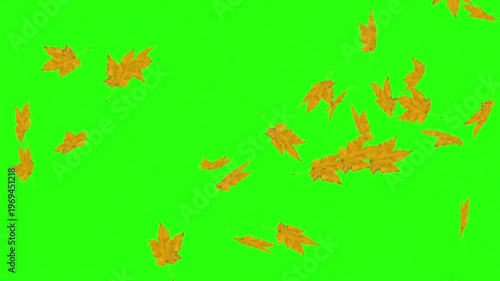 Autumn leaves Falling Green Screen Background