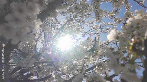 Camera moves upward to crown between branches in white flower inflorescences on blooming Wild Cherry Tree (Prunus avium) against blue sky background in backlit by bright sun, bottom view