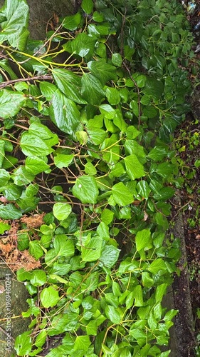 Rainsoaked Green Leaves Closeup Lush Undergrowth Glistening With Dew And Rain Droplets Tangled Stems, Mosscovered Soil, Vibrant Foliage Textures, Calm Poststorm Atmosphere Ideal For Ecology,