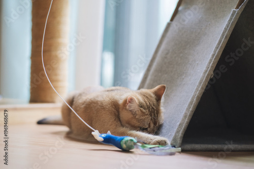 pet care concept with british cat fun and happy during play toy with owner in living room