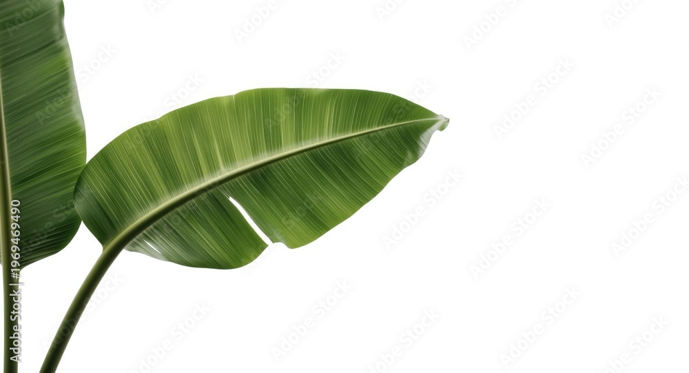 Obraz premium Leaf of banana plant isolated on pure white background with open text space