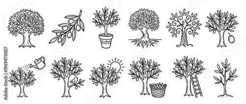 Collection of hand-drawn olive tree illustrations in various stages of growth and harvest, rendered in a simple outline style