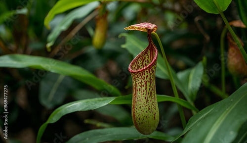 A close-up of a vibrant pitcher plant with a green body speckled with red spots. Lush green leaves surround it, conveying a sense of tropical lushness.