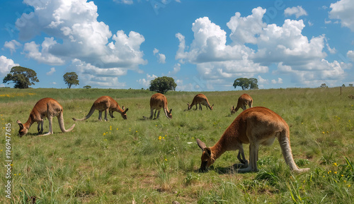 A group of kangaroos grazes on a grassy field under a bright blue sky with fluffy clouds. The scene is peaceful, with a few scattered trees in the background.