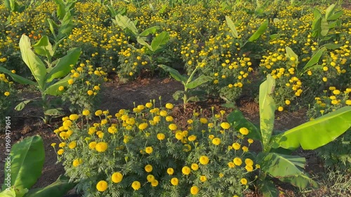 Banana Plantation with Marigold Flowers in Agricultural Field
