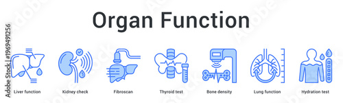 Organ function banner web icon monitors liver, kidney, thyroid, bone and lung health through specialized testing.
