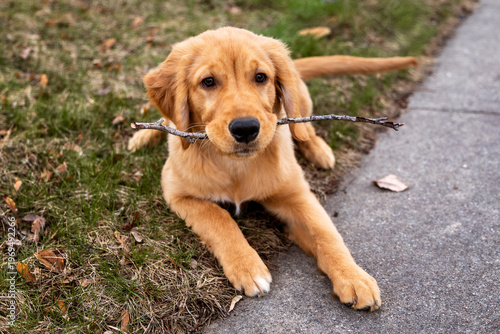 Foto Female Golden Retriever Puppy Laying on Grass and Sidewalk Holding Small Stick i