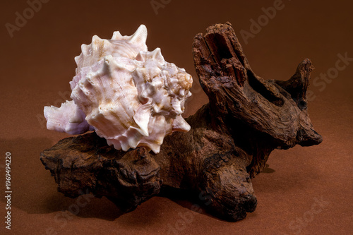 Pink Mouthed Murex shell with driftwood on brown background
