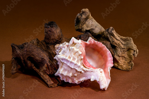 Pink Mouthed Murex shell with driftwood on brown background