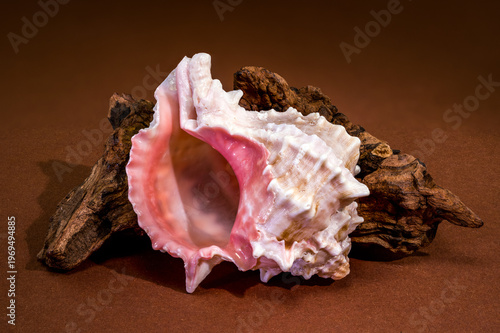 Pink Mouthed Murex shell with driftwood on brown background