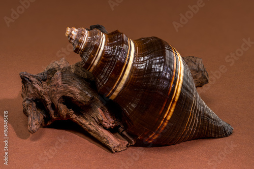 Black Indian Crown Conch seashell with driftwood on brown background