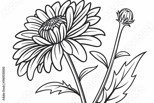 coloring page line art the aster flower black vector