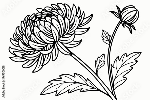 coloring page line art the aster flower black vector