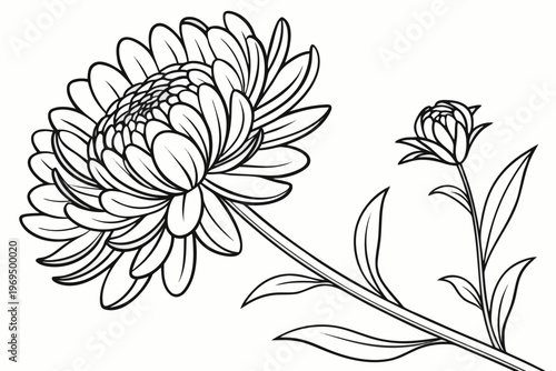 coloring page line art the aster flower black vector