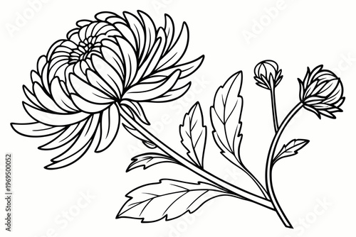 coloring page line art the aster flower black vector