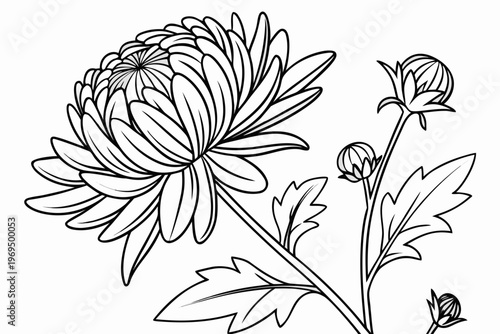 coloring page line art the aster flower black vector