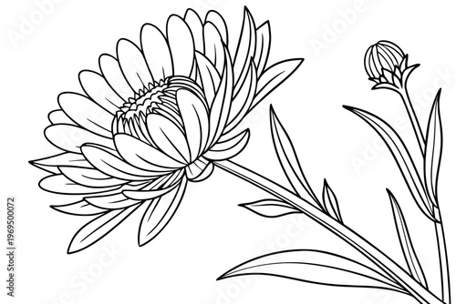 coloring page line art the aster flower black vector