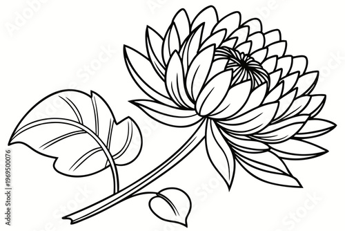 coloring page line art the aster flower black vector
